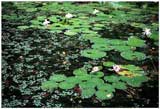 lilypond